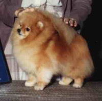 AM/CAN CH. Chriscendo Coy Coquette