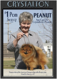 Am Ch. Crystalton Peanut