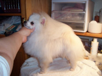 Dochlaggie Snow Puff