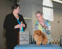AM GCH. Exquisite's Magnificent Journey