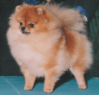 CH. Finch's Billion Dollar Baby