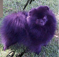 CH. Finch's Walkin Prim N Proper