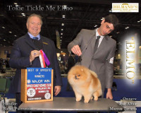 CH. Tokie Tickle Me Elmo