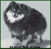 Am. Ch. Harbin's Black Gold Of India