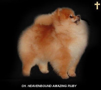 CH. Heavenbound Amazing Ruby