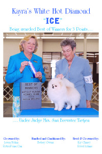 CH. Kayra's White Hot Diamond