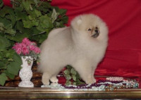 CH. Keepsake's Star Spangled Banner