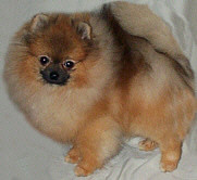 AM CH. Majestys Prince Daschael