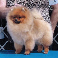 AM GCH. Mountain Crest Cherry Delight