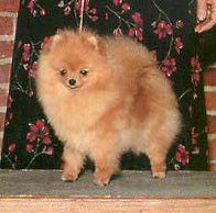 CH. Mountain Crest Ginger Spice Ii