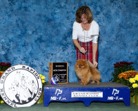 GCH. CH. Mountain Crest Sunny Sunshine