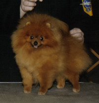 CH. Noble's Lil Robert Red Furred