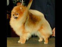 CH.BIS Peperie Persnickety