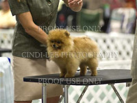 Am/Can Ch.Am/Can Ch. Pinecrest's Mannequin