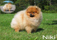 CAN. CH. Pipertown's Own Little Nick