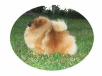 CAN. CH. Pipertown's Star Gazer