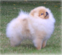 CAN. CH. Pomhaven's Golden Prince