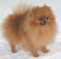 Rupom Jarre