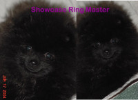 Showcase Ringmaster