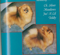 Ch. Silver Meadows Jus A Little Teddy