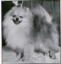BISBISSCAN. CH.INT. CH. Vanhoozer's Lucky Dandy Kitch ROM