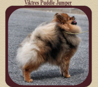 Am Ch. Viktres Puddle Jumper