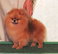 Ch.BIS Wildwood Spirit Of Pom Acres