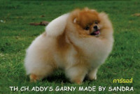 Th.Ch. Addy's Garny Made By Sandra