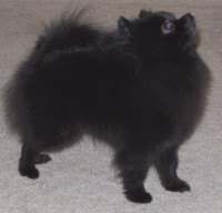 CH. Beau James Diva In The Night