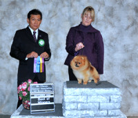 CAN. CH. Chikai Fuzzy Bear Wong
