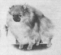 CH. Bev-nors Pride N Joy