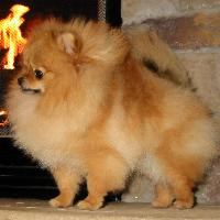 CH. Char's Eye Candy