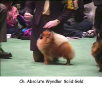 CH. Absolutes Wyndlor Solid Gold