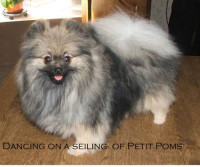 Dancing On A Ceiling Of Petit Poms