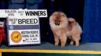CH. Sundown's D'ziner Genes At Kc