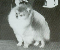 Ch. Wee Challenger Of Lenette