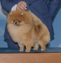 AM CH. Halo Poms Can I Get A Witness?