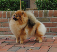 Am GCh. Silhouette's Sweet Potato Pie