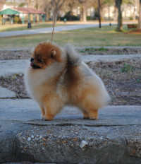 Am GCh. Silhouette Surrender To Chriscendo ROM