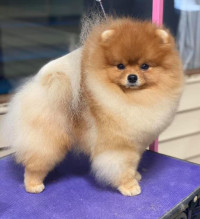 Am GCh. Ballofurs Happiness Is A Warm Pom