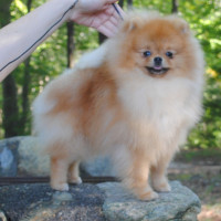 AM CH. Silhouette's Spirit Animal