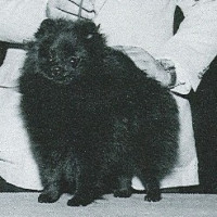 CH. Finch's Classic Creation
