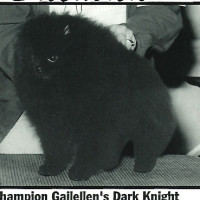 CH. Gailellen's Dark Knight