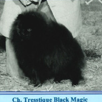 CH. Tresstique Black Magic