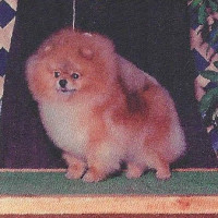 CH.BIS Wildwood Spirit Of Pom Acres