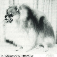 CH.AM. CH. Millamor's Jitterbug