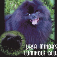 Ursa Minor's Luminous Blue