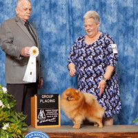 AM GCH CH Springwood's Incredible Journey