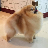 Halfra Cherry Of Sun Poms Kennel