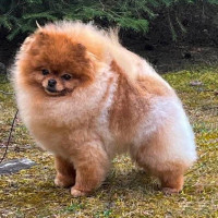 Intime Poms Take Me As I Am